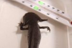 gills2.jpg