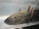 Caudata 039.JPG