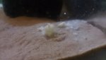 white poo.jpg