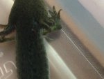 axolotl 1.jpg
