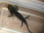 axolotl2.jpg