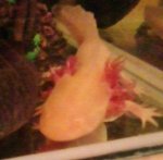 gills 2.JPG