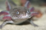 axolotl face front.jpg