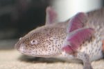 axolotl face side.jpg