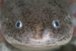 axolotl face front 2.jpg