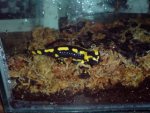 dsc00049pf5.jpg