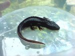 newts 014.jpg