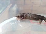 newts 019.jpg