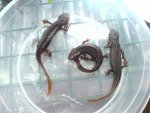 newts 022.jpg