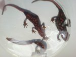newts 024.jpg