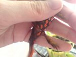 newts 031.jpg