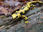 Salamandra salamandra gigliolii 1.JPG