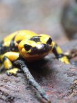 Salamandra salamandra gigliolii 2.JPG