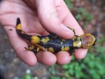 Salamandra salamandra gigliolii 3.JPG