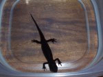 Newt 008.jpg