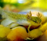 larva1.jpg