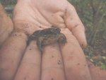 Wood Frog 2.jpg