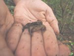 wood frog 1.jpg