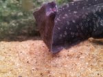 Hurt tail.jpg