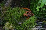 DSC_4573.JPG