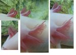 woopergills.jpg