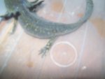 100_0603.jpg
