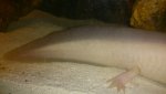 tail_now.jpg