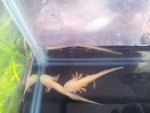 axolotls.jpg