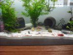 axolotl 022.jpg