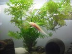 axolotl 001.jpg