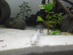 axolotl 009.jpg
