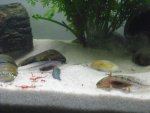 axolotl 015.jpg