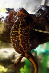 131220_newts_002.jpg