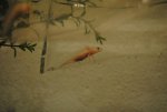 Axolotl Pictures 003.jpg