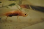 Axolotl Pictures 005.jpg