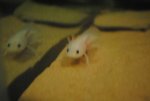 Axolotl Pictures 009.jpg