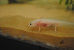 Axolotl Pictures 010.jpg