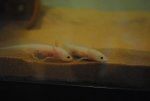 Axolotl Pictures 011.jpg
