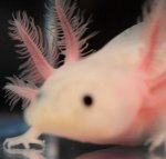 melanoid leucistic.jpg