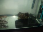DSCF7383_800x600.JPG