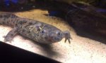 newt arms up.jpg