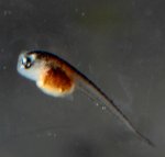 closeup tadpole 2.JPG