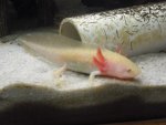 axolotls 005.jpg