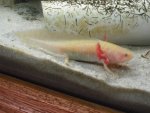 axolotls 009.jpg