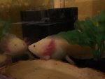 Gill8.jpg