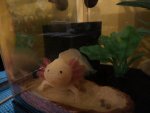 Gill9.jpg