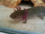 New Gills.jpg