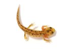 140216_newts_013.jpg