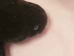 Pot's eye -close up 01.jpg