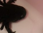 Pot's eye -close up 02.jpg